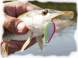 Lingurita oscilanta SV Fishing Individ 2.5cm 2g SB03